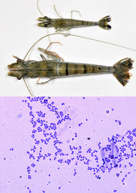 Microsporidian in Shrimp – Enterocytozoon hepatopenaei (EHP)